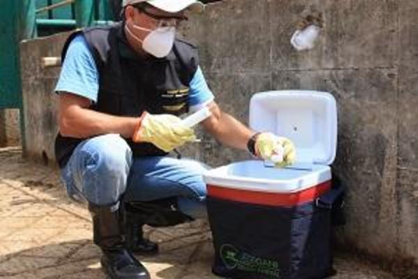 Segundo ciclo vacunación contra la fiebre aftosa y la brucelosis bovina en el municipio de Guatapé