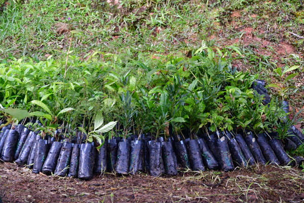 Guatapé municipio pionero en reforestación